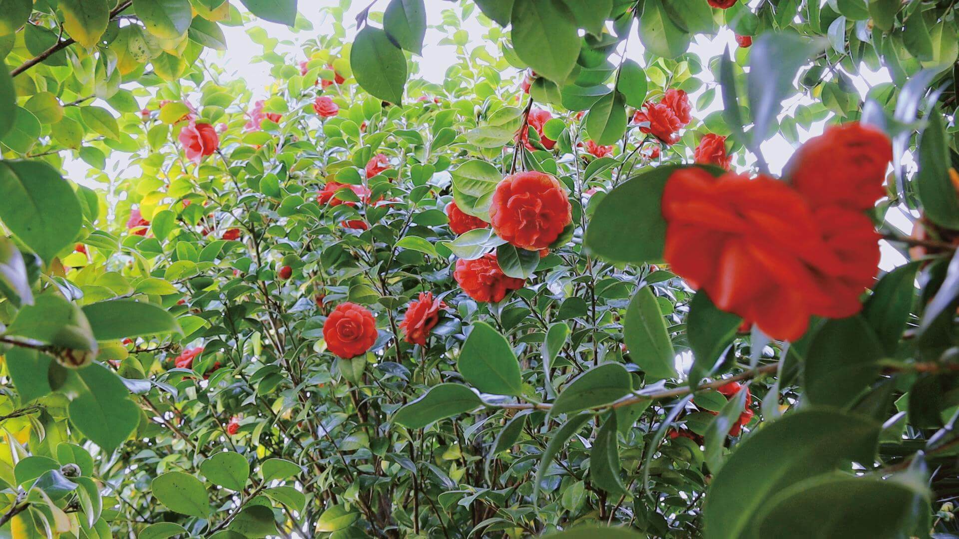 我們在春天見面嗎？